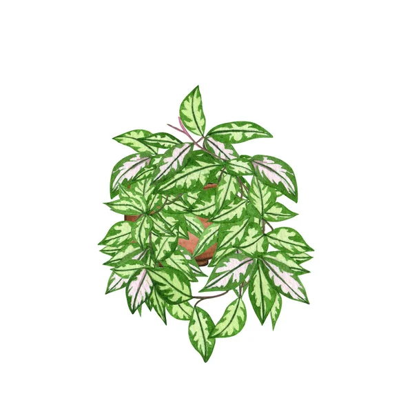 Hoya公主，罐中的家庭植物，白色背景隔离。水彩盆栽植物图解.家居装饰 — 图库照片