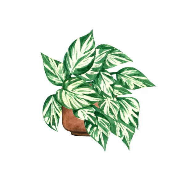 Manjula pothos, planta da casa no potenciômetro, isolado no fundo branco. Watercolor potted ilustração da planta. Decoração de casa. — Fotografia de Stock