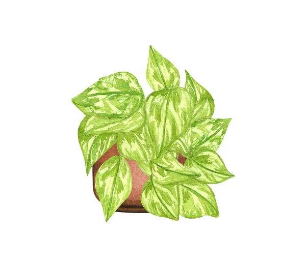 포토스 여왕, 화분에 있는 화분, 하얀 배경에 격리되어 있습니다. 수채화 된 식물 삽화. 가정의 장식. — 스톡 사진
