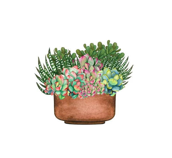 Acquerello composizione piante succulente, bouquet floreale illustrazione, isolato su sfondo bianco. Succulenta in vaso — Foto Stock