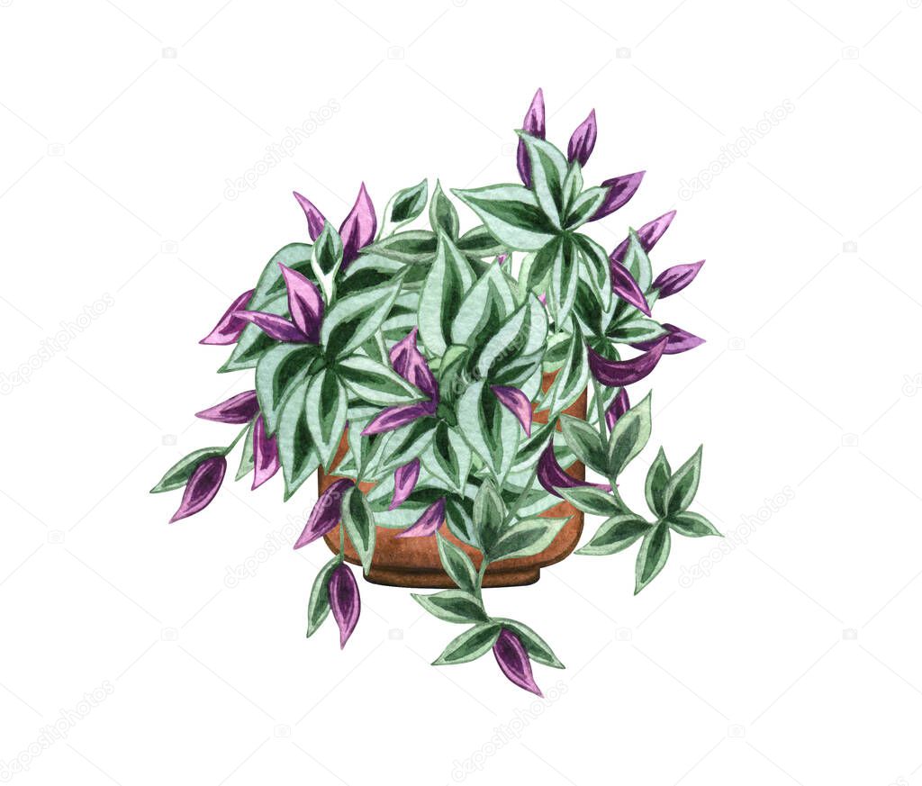 Wandering Jew, houseplant in the pot, isolated on white background. Watercolor potted plant illustration. Home decor.
