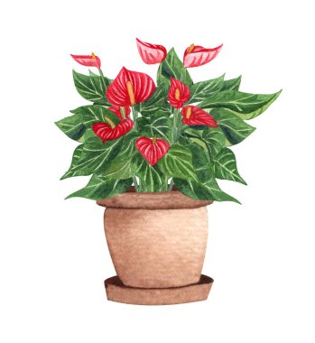 Laceleaf Bitkisi 'nin tenceredeki suluboya çizimi. Saksıdaki bitkiler beyaz üzerine izole edilmiş..