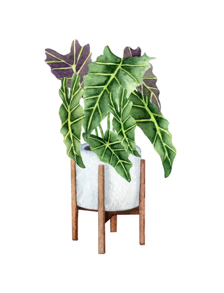 Alocasia, pianta d'appartamento in vaso, isolata su fondo bianco. Illustrazione della pianta in vaso acquerello. Arredo casa. — Foto Stock