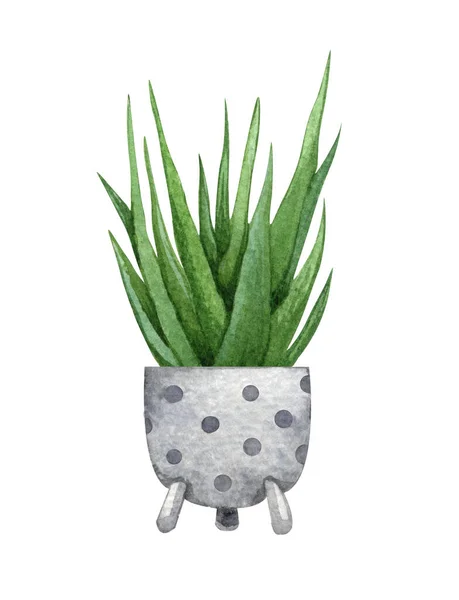 Aloe dalam pot. Ilustrasi warna air Aloe. Potted tanaman rumah terisolasi di atas putih. — Stok Foto