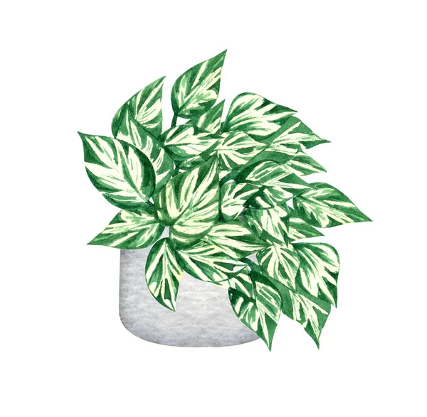 Manjula pothos,, pianta d'appartamento in vaso, isolato su sfondo bianco. Illustrazione della pianta in vaso acquerello. Arredo casa. — Foto Stock