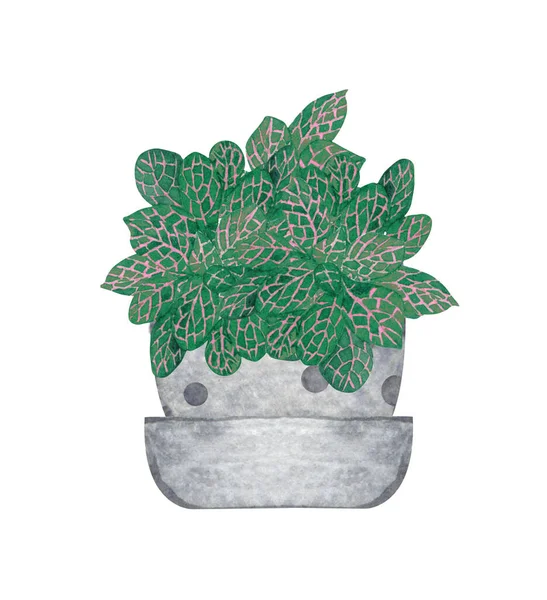 Zenuwplant, kamerplant in de pot, geïsoleerd op witte achtergrond. Aquarel potplant illustratie. Home decor. — Stockfoto