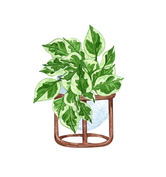 Perle e Giada Pothos, pianta d'appartamento in vaso, isolata su sfondo bianco. Illustrazione della pianta in vaso acquerello. Arredo casa. — Foto Stock