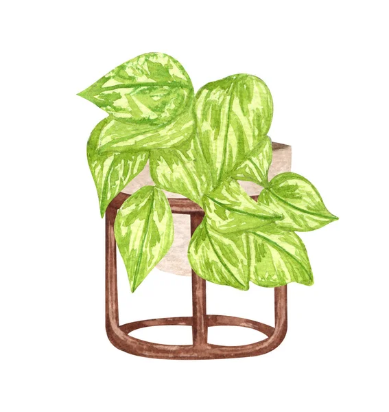 Pothos regina, pianta d'appartamento in vaso, isolato su sfondo bianco. Illustrazione della pianta in vaso acquerello. Arredo casa. — Foto Stock