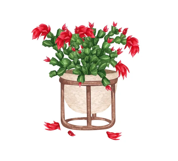 Blooming Christmas cactus in a pot. Watercolor illustration isolated on white background. Houseplant. — Stock Photo, Image