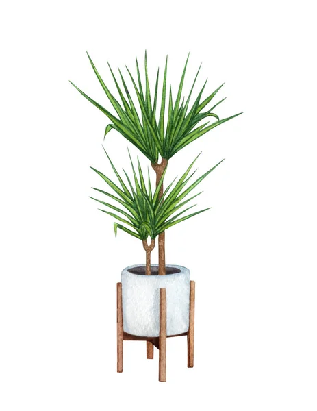 Dracaena,, plante d'intérieur dans le pot, isolé sur fond blanc. Illustration de plantes en pot aquarelle. Décor de maison — Photo