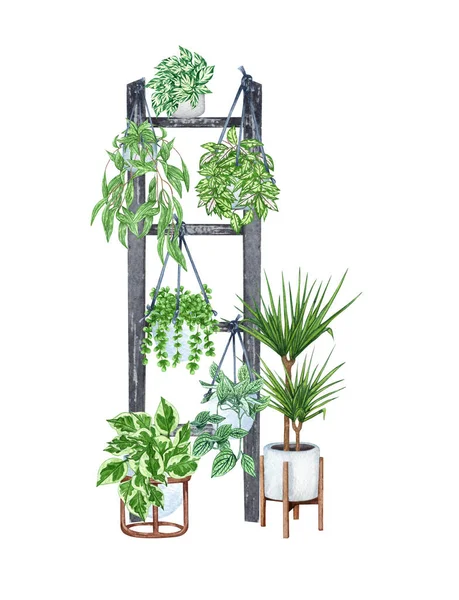 Pendaison de plantes d'intérieur sur l'échelle. Illustration aquarelle de plantes décoratives à la maison — Photo