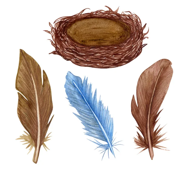 Watercolor feather set. Hand drawn bird nestand feathers clipart — Stock Photo, Image