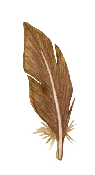Pena de pássaros marrom aquarela. Pena única isolada em branco — Fotografia de Stock