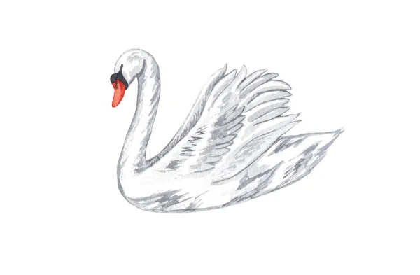 水彩斑斓的白天鹅手绘白鸟,背景为白色.爱情的概念 — 图库照片