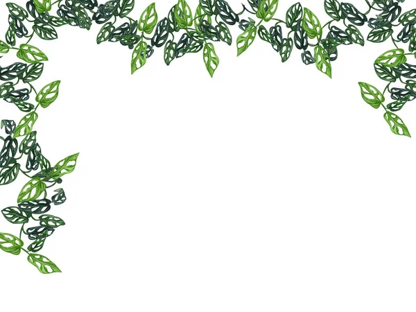 Hojas de plantas domésticas de monstera, ramas colgantes aisladas sobre fondo blanco,. Watecolor Frontera floral — Foto de Stock