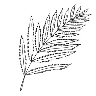 Taslak çiçeğin karalama çizimi, yapraklar. Çiçek grafikleri