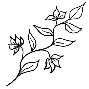 Taslak çiçeğin karalama çizimi, yapraklar. Çiçek grafikleri