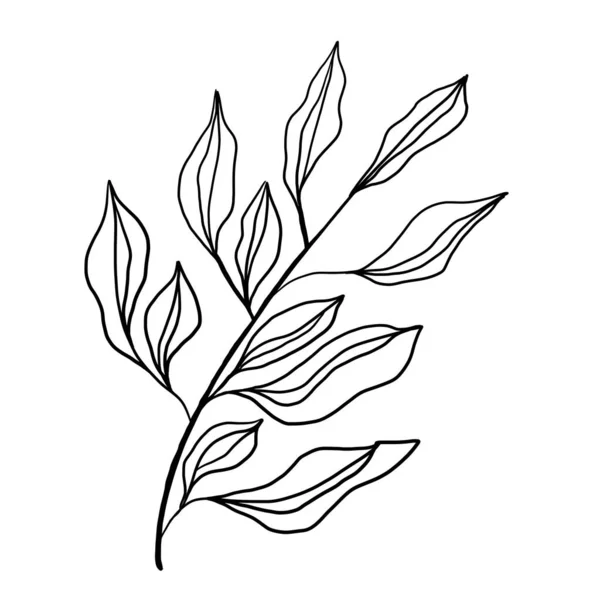 Doodle illustration de fleur contour, feuilles. Graphiques floraux — Photo