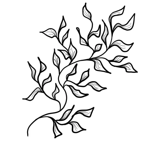 アウトラインの花、葉の落書きイラスト。花のグラフィック — ストック写真