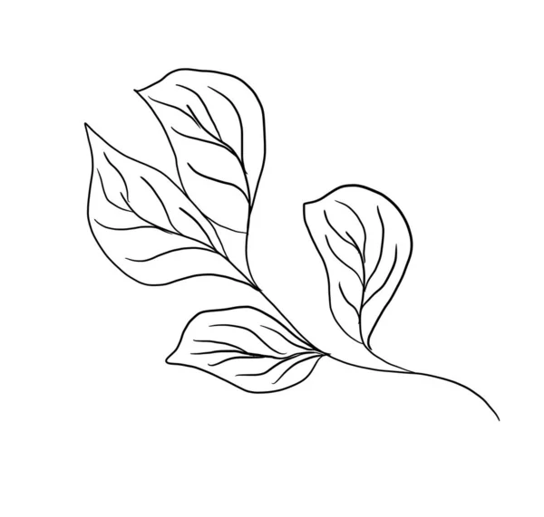 Doodle illustratie van outline bloem, bladeren. Bloemen — Stockfoto