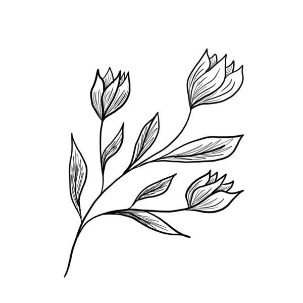 Doodle illustration de fleur contour, feuilles. Graphiques floraux — Photo