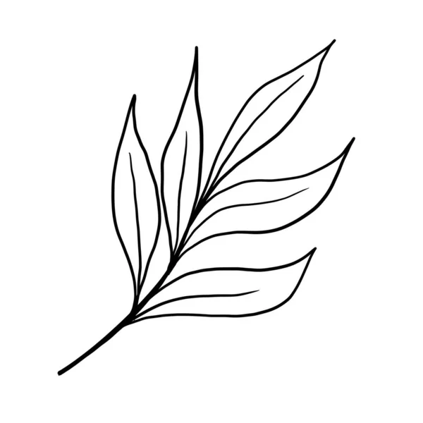 Doodle ilustración del contorno de flores, hojas. Gráficos florales —  Fotos de Stock