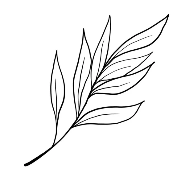 Doodle illustratie van outline bloem, bladeren. Bloemen — Stockfoto