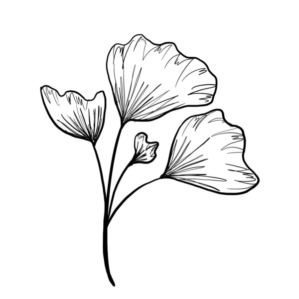 Doodle illustration de fleur contour, feuilles. Graphiques floraux — Photo