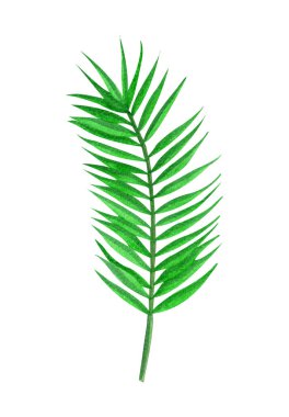 El çizimi tropikal suluboya yaprağı beyaza izole edilmiş