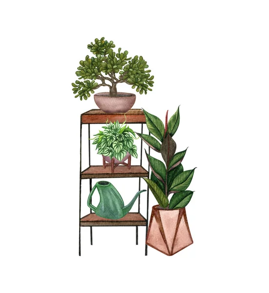 Hanging houseplants on a shelf. Watercolor illustratoion of home decorative plants — Stock Photo, Image