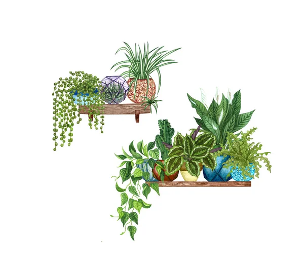 Hängende Zimmerpflanzen in einem Regal. Aquarell illustriert heimische Zierpflanzen — Stockfoto