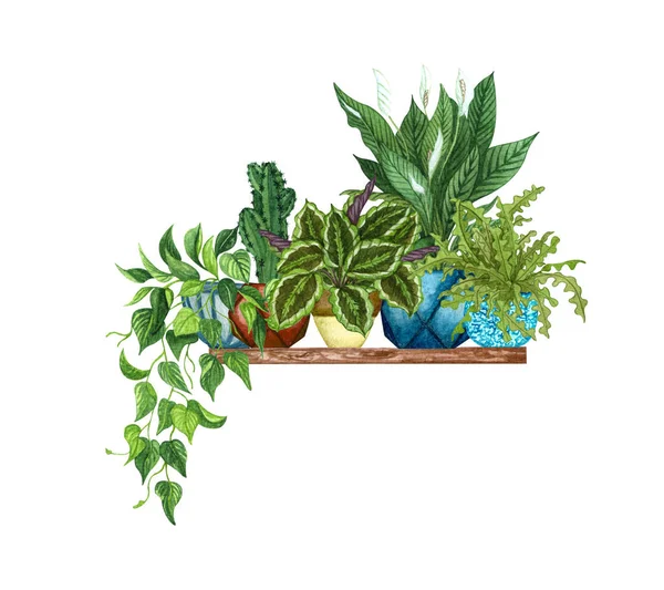 Colgando plantas de interior en un estante. Ilustración de acuarela de plantas decorativas caseras —  Fotos de Stock