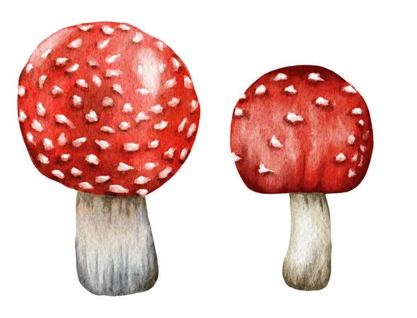 Acquerello pericoloso funghi velenosi rosso Amanita muscaria funghi selvatici da autunno foresta foresta foresta stagione naturale perfetto per Halloween design carta da imballaggio tessile — Foto Stock