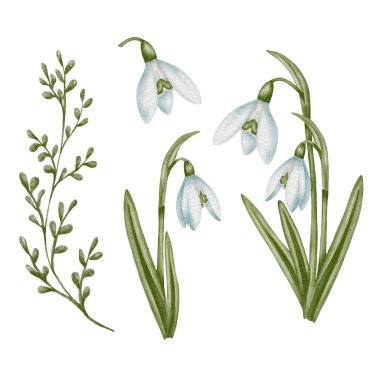 Karlı suluboya el çizimi çiçek ve yeşil yapraklar. Bahar çiçeği koleksiyonu Galanthus. İlkbahar, çuha çiçeği, paskalya, botanik illüstrasyon. Kağıtlar, tekstil ve şablonlar için clipart.