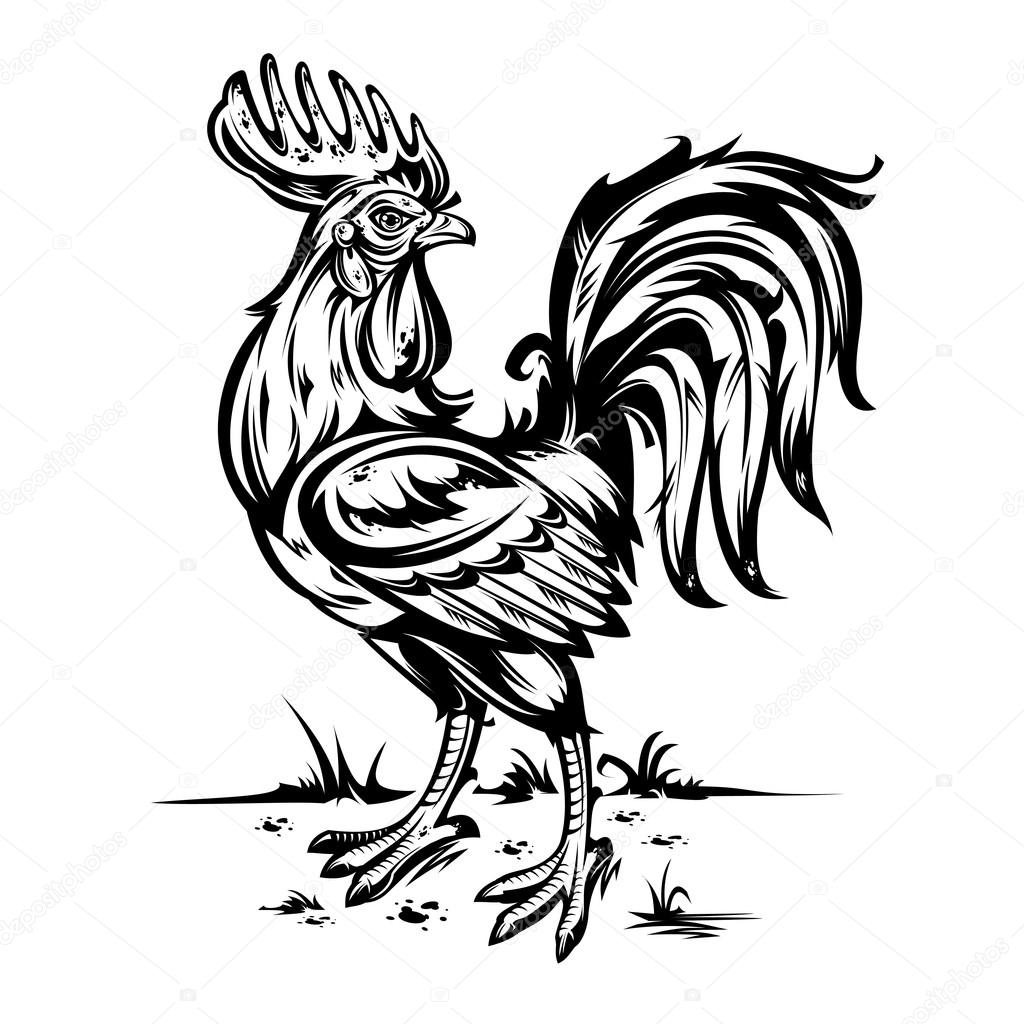 Vector illustration of a cock.