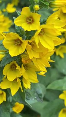 Rüzgarda sallanan büyük sarı bir çiçeğin dikey videosu. Çiçek açan bahçe bitkileri, canlı yapraklar, yaz doğası, açık hava bitkileri, yakın plan, manzaralı çiçekler, huzurlu manzaralar.. 