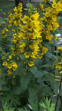 Rüzgarda sallanan büyük sarı bir çiçeğin dikey videosu. Çiçek açan bahçe bitkileri, canlı yapraklar, yaz doğası, açık hava bitkileri, yakın plan, manzaralı çiçekler, huzurlu manzaralar.. 