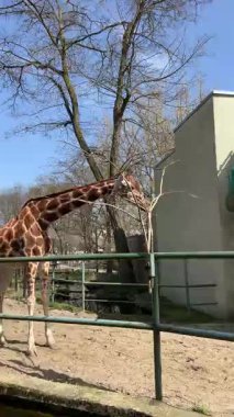 Polonya 'nın Lodz kentindeki hayvanat bahçesinde çitlerin arkasında ağaç dalları yiyen bir zürafanın dikey videosu. Lodz Hayvanat Bahçesi 'ndeki hayvan davranışlarını ve doğayı ön plana çıkaran vahşi yaşam sahnesi.