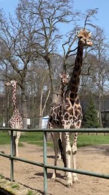 Esaret altındaki vahşi yaşamın dikey videosu: Zürafalar Polonya 'nın Lodz kentindeki hayvanat bahçelerinde yavaşça yürüyorlar. Güneşli bir gün, açık mavi gökyüzü. Uzun memeliler, açık hava yaz doğası..