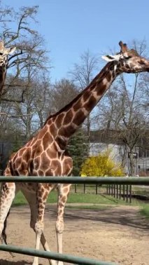 Yeşil çimenler, ağaçlar ve doğal yaşam alanlarıyla dolu güneşli bir günde Polonya 'nın Lodz Hayvanat Bahçesi' nde yavaşça yürüyen zürafaların dikey videosu..