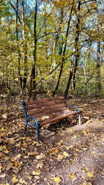 Sarı ağaçlar ve yumuşak güneş ışığıyla çevrili yaprak kaplı bir yolda, ormanın içinde sakin ve huzurlu bir atmosfer yaratan ahşap bir bankla sonbahar parkı sahnesi..