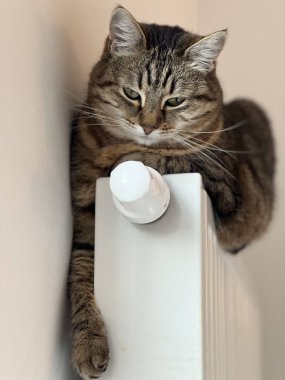 Kahverengi ve siyah çizgili tekir kedinin dikey yakın çekimi. Yeşil gözlü, beyaz radyatörde oturan, ön pençeleri kenarda sallanan, sıcak, rahat bir ortam..