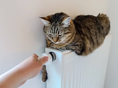 İnsan eli termostatı ayarlarken yeşil gözlü bir tekir kedinin beyaz radyatörde yatışı. İçerideki samimi sahne sıcaklığı, merakı ve oyuncu etkileşimi gösteriyor..