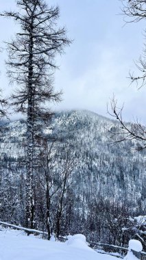 Hrebienok 'un High Tatras' taki kışlık dağ manzarasının dikey fotoğrafı: karla kaplı yamaçlar ve karanlık ormanlar puslu bulutlara, yumuşak ışığa, soğuk mavi tonlara, sakin alp manzarasına yükseliyor.