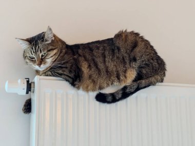 Beyaz bir radyatörün üzerinde yatıp termostata bakan tekir bir kedinin fotoğrafı. Sıcak ışık, yumuşak kürk ve sakin, rahat bir atmosferi olan kapalı bir ortam..