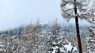 Yüksek Tatras, Slovakya: Klasik kış dağı manzarası Hrebienok 'tan görülüyor. Karla kaplı kozalaklı orman, buzlu yamaç, bulutlardaki sisli tepeler, soğuk tek renkli tonlar, sakin atmosfer, alp doğası.