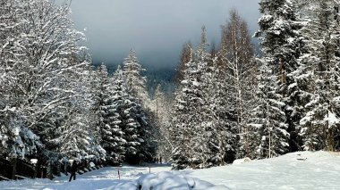 Yüksek Tatras, Slovakya: Karla kaplı, süslü püslü ve şekerli yaprak döken ağaçlarla kaplı yatay kış ormanı yolu. Güneş ışığı manzarası, kardaki gölgeler, tahta çitler, parlak dağlık kış atmosferi..