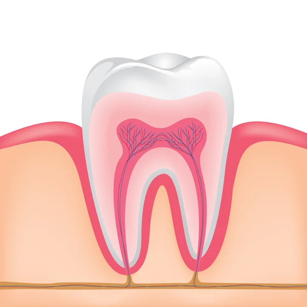 Μέσα σε ένα ενιαίο δόντι — Διανυσματικό Αρχείο