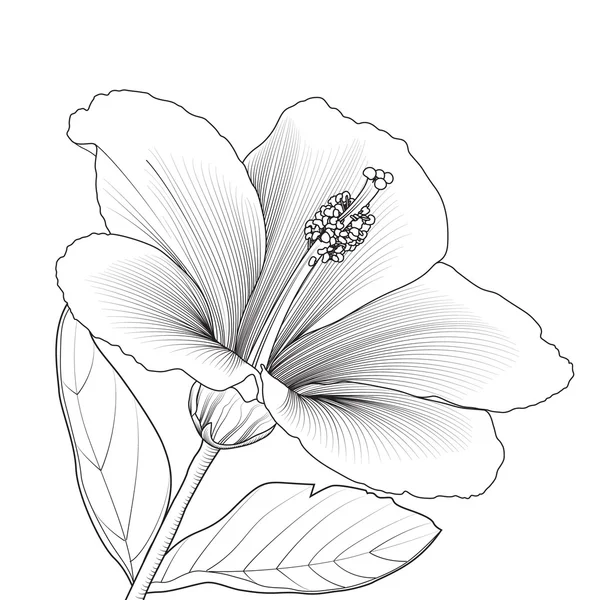 Style de dessin à la main Hibiscus — Image vectorielle