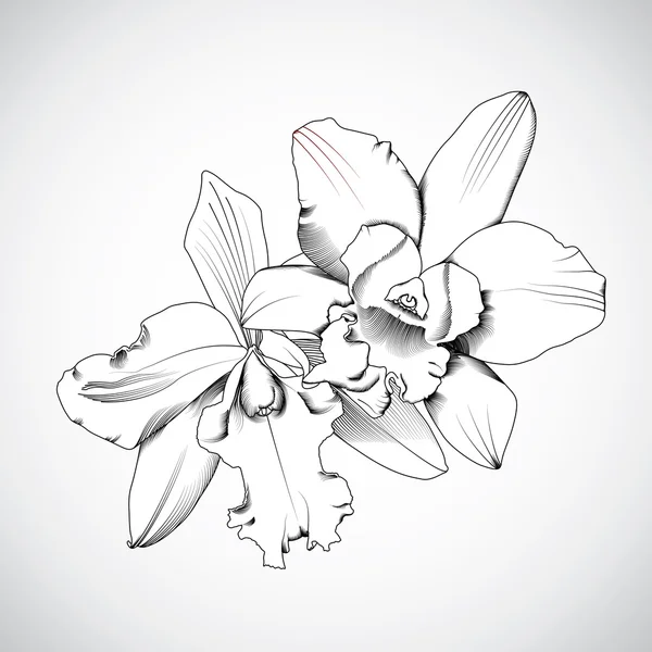 手の描かれた蘭の花. — ストックベクタ